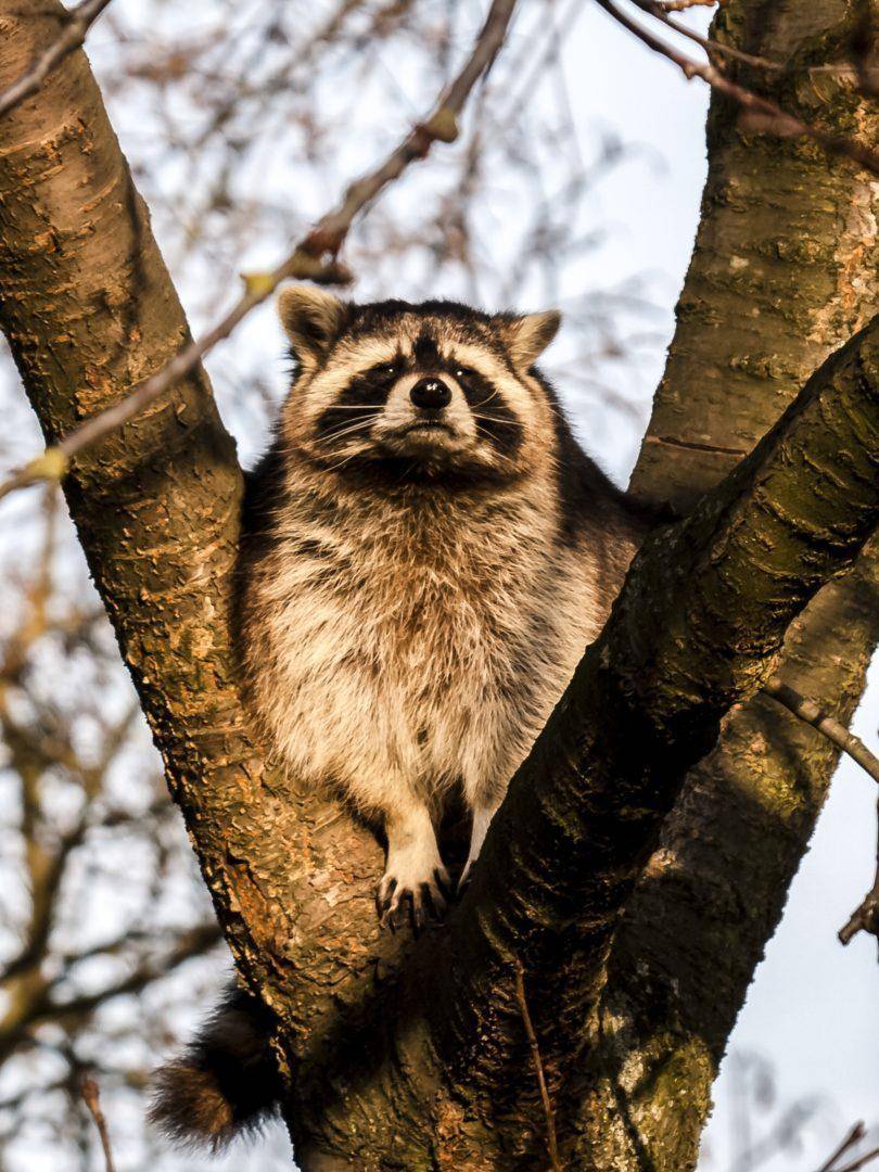 raccoon, mammal, animal nyakawaii69