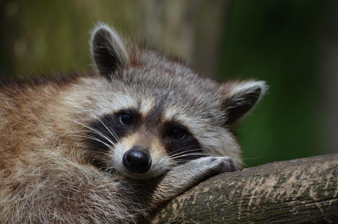Zoo bear raccoon saeugentier
