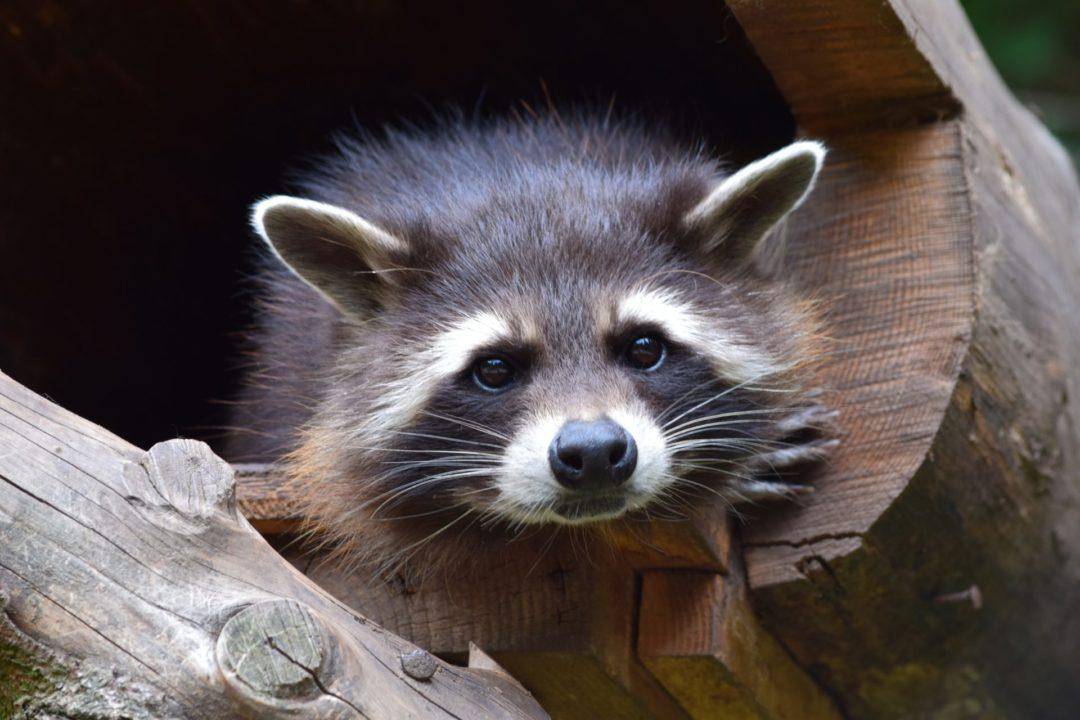 raccoon, zoo, wildlife park